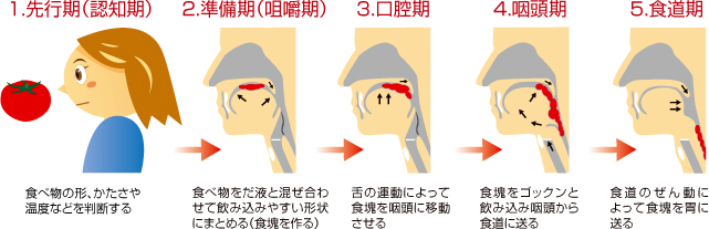 摂食・嚥下の過程（5期）